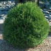 Туя западная (Thuja occidentalis) Тини Тим 20-30 С3 ПА/24
