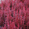 Барбарис Тунберга (Berberis thunbergii) Ред Рокет   С3 СП/24