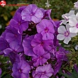 Флокс метельчатый 
