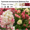 Гортензия метельчатая (Hydrangea paniculata) Даймонд Руж  С3 СП/25