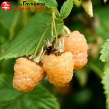 Основное изображение товара