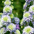Дельфиниум ‘Хайлендер Пурпл Сюрпрайз‘