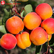 Абрикос 