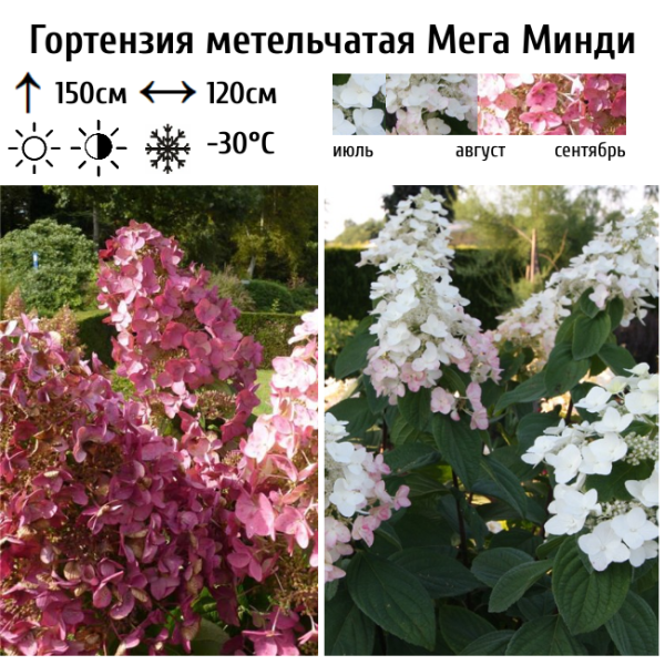 Основное изображение товара