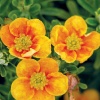 Лапчатка кустарниковая (Potentilla fruticosa) Манго Танго  С3 СП/25
