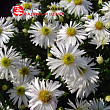 Астра кустарниковая 