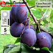Слива 
