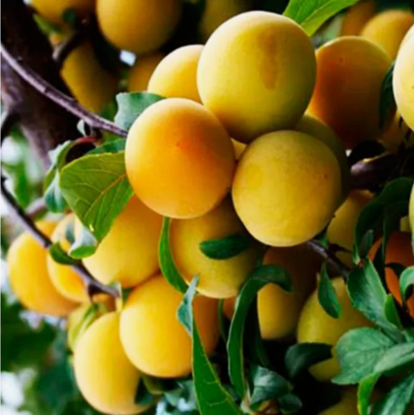 Алыча Злато Скифов (ранний сорт)