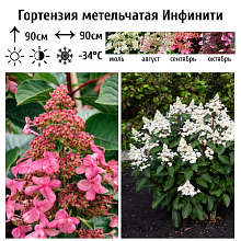 Основное изображение товара