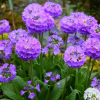 Примула мелкозубчатая (Primula denticulata) Блю С2 ГлХ/26