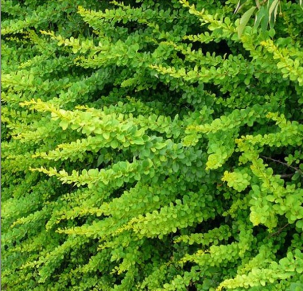 Основное изображение товара