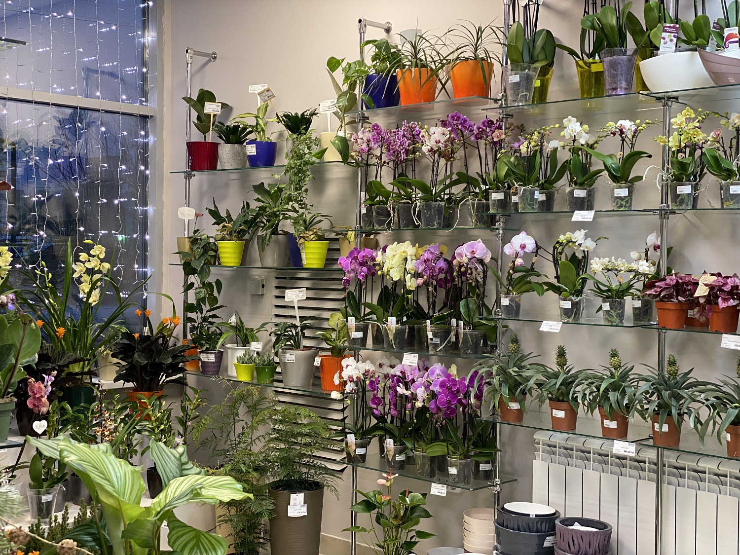 Новое поступление комнатных растений