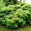 Тсуга канадская (Tsuga canadensis) Джедделох С5 ГлХ/24