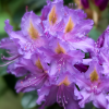 Рододендрон (Rhododendron) крупноцветковый 'Libretto' 30-40 С5 ПЧ/26