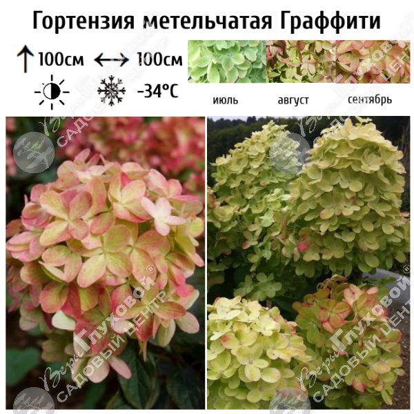 Гортензия метельчатая "Граффити" на фото