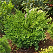 МОЖЖЕВЕЛЬНИК ГОРИЗОНТАЛЬНЫЙ «АНДОРРА КОМПАКТ»Juniperus horizontalis «Andorra Compact»