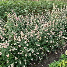 Основное изображение товара