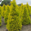 Туя западная (Thuja occidentalis) Голден Смарагд С3 СП/24