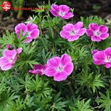 Основное изображение товара