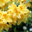 Азалия крупноцветковая 