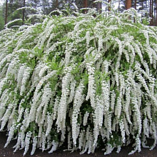 Спирея серая Грефшейм - Spiraea cinerea Grefsheim