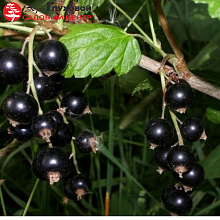 Основное изображение товара