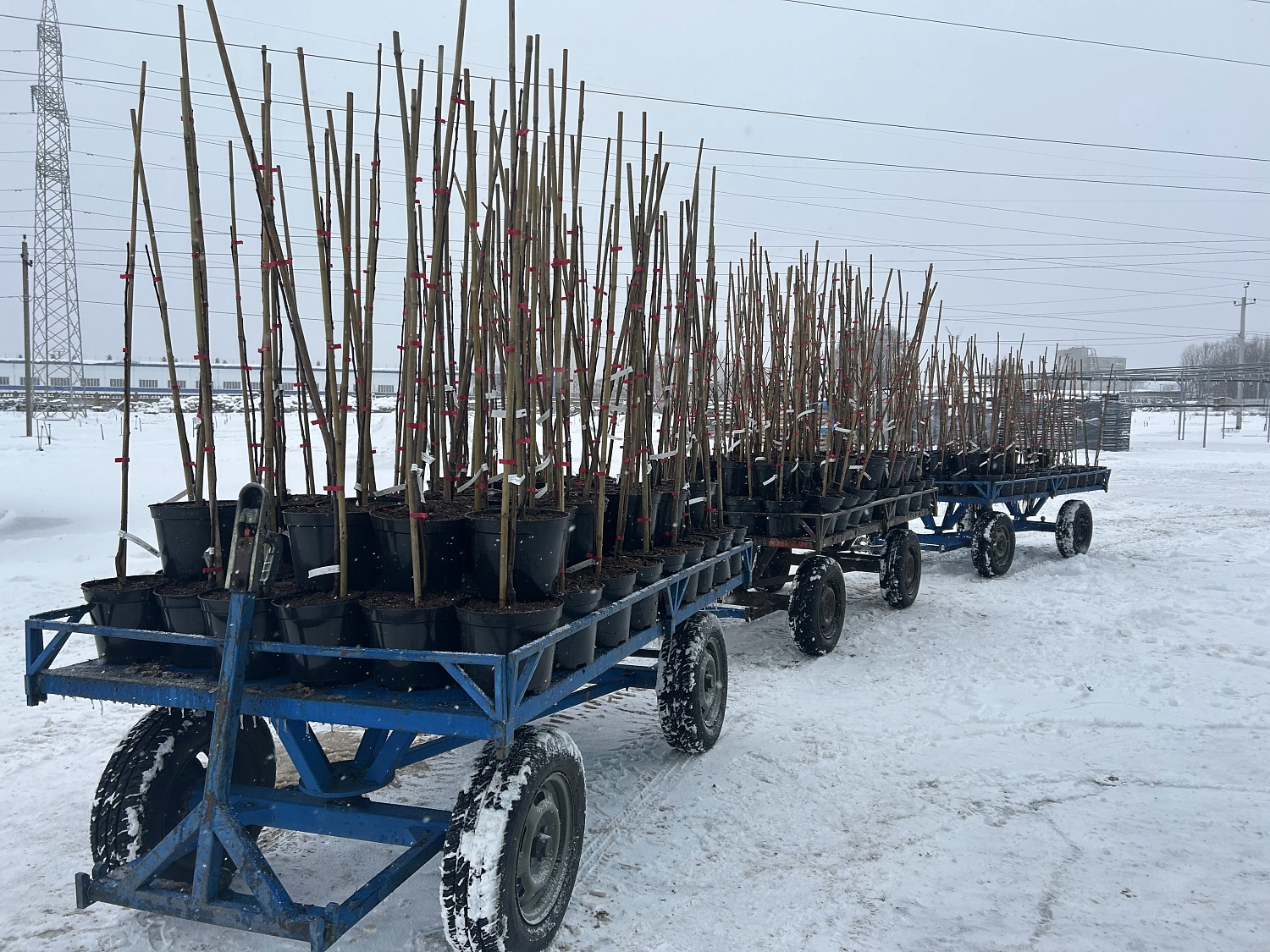 Посадка в контейнеры 
