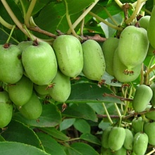 Основное изображение товара