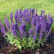 Шалфей дубравный 