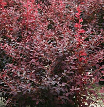 Основное изображение товара