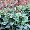 Гейхера "Литтл Кьюти Пеперминт" на фото