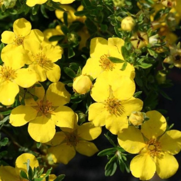 Основное изображение товара