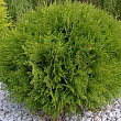 Туя западная 