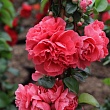 Хеномелес прекрасный 