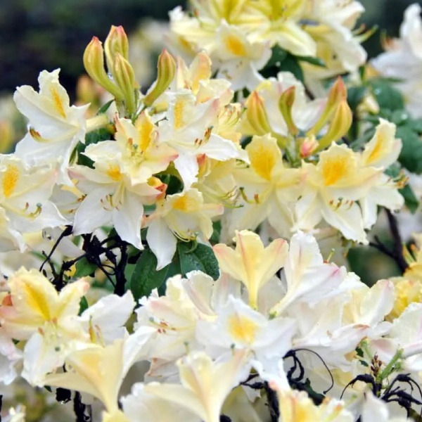 Основное изображение товара