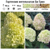 Гортензия метельчатая (Hydrangea paniculata) Би Грин Р9 СП/26