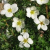 Лапчатка кустарниковая (Potentilla fruticosa) МакКейс Уайт С3 СП/24