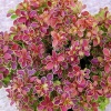 Барбарис Тунберга (Berberis thunbergii) Голден Ринг С3 СП/25
