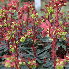 Основное изображение товара