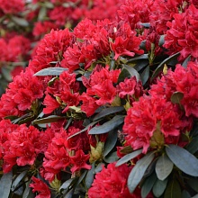 Основное изображение товара