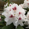 Рододендрон гибридный (Rhododendron hybriden) 'Schneeauge' 40-50 С15 ПЧ/26