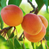 Абрикос "Куйбышевский юбилейный" на фото