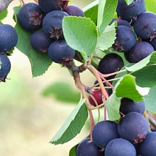 Основное изображение товара