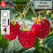 Малина 