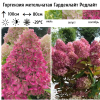 Гортензия метельчатая (Hydrangea paniculata) Гарденлайт Редлайт 2-3вет ОКС СП/25