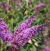 Буддлея Давида (Buddleja davidii) Иль де Франс  С3 СП/23