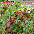 Крыжовник 