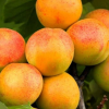 Абрикос "Триумф Севера" на фото