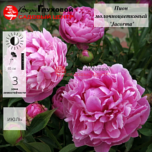 Основное изображение товара