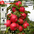 Яблоня колоновидная 